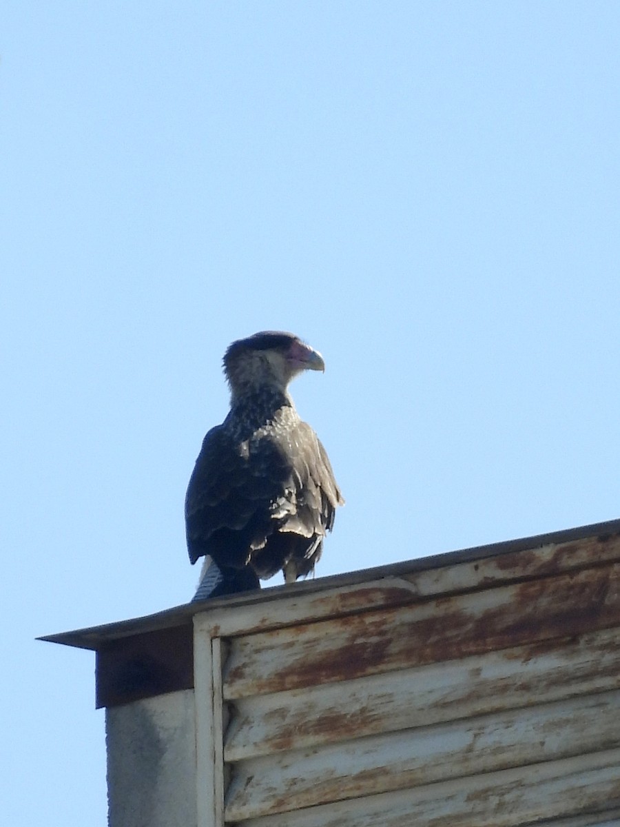 karančo jižní (ssp. plancus) - ML646900375