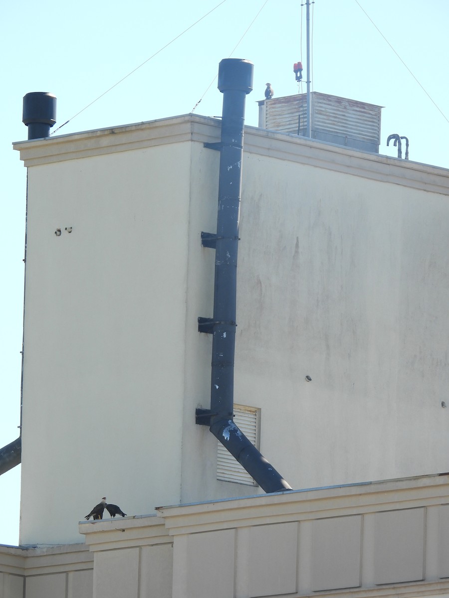 karančo jižní (ssp. plancus) - ML646900376