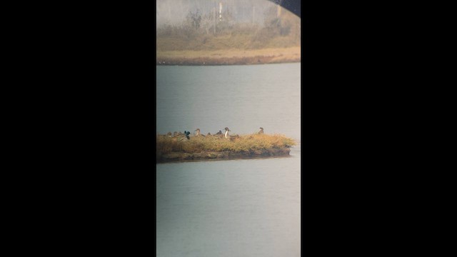 Northern Pintail - ML646900377