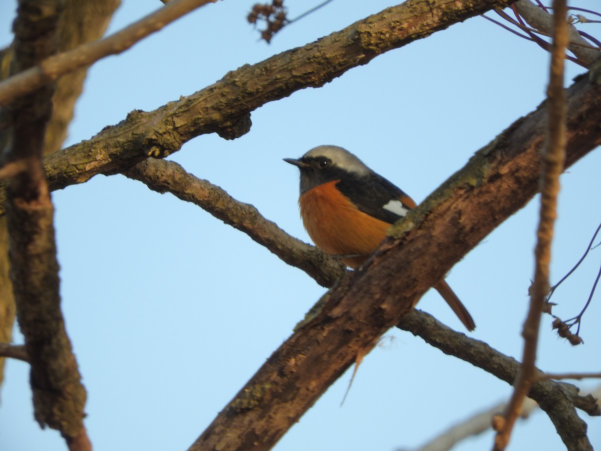 ジョウビタキ - ML646900389