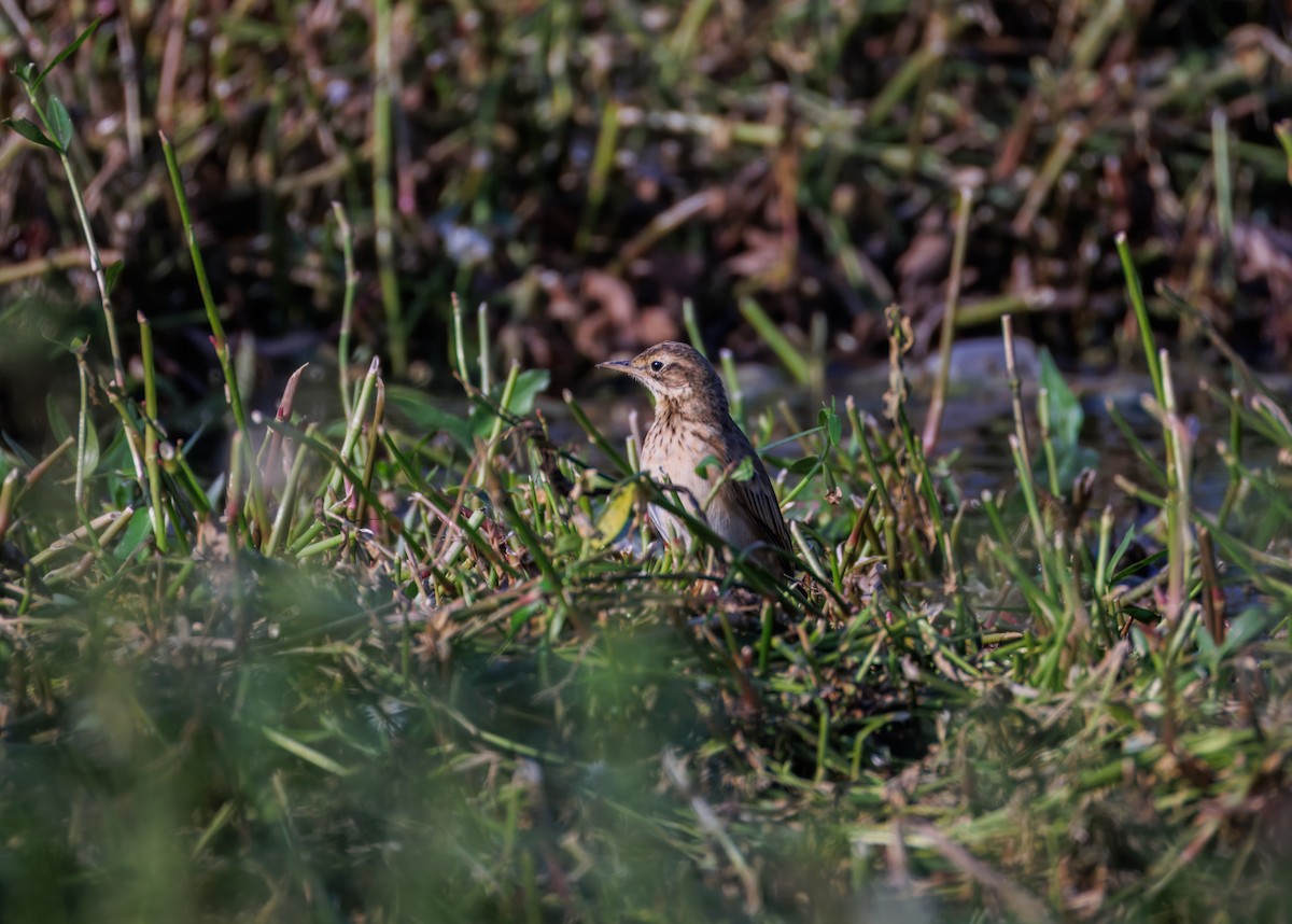 orientpiplerke - ML646900390