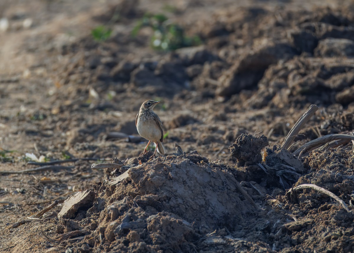 orientpiplerke - ML646900391