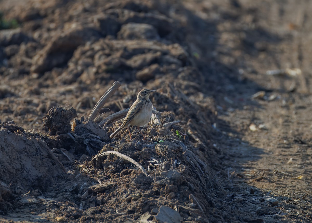 orientpiplerke - ML646900392