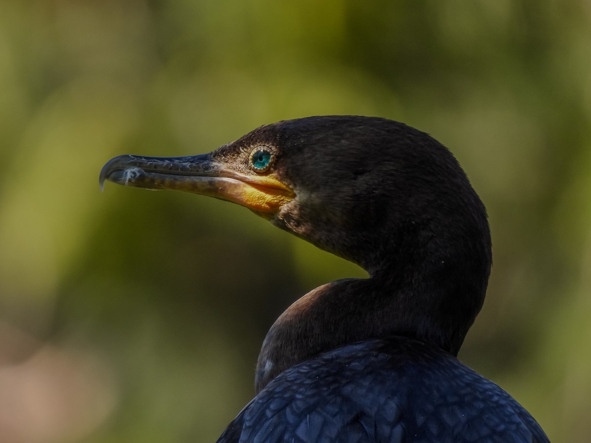 Neotropic Cormorant - ML646900393