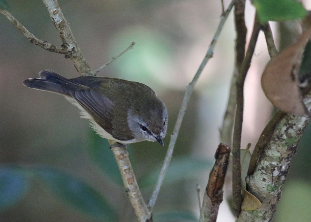 チャイロセンニョムシクイ - ML646900394