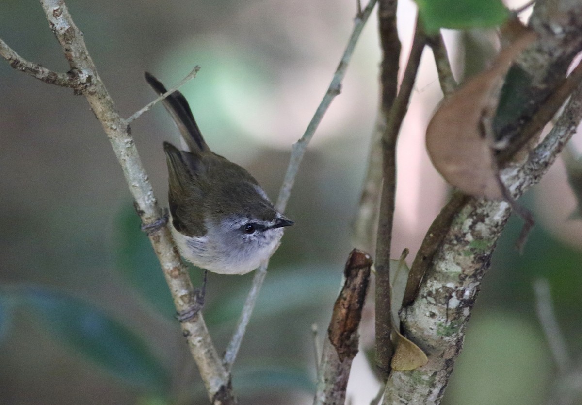 チャイロセンニョムシクイ - ML646900395