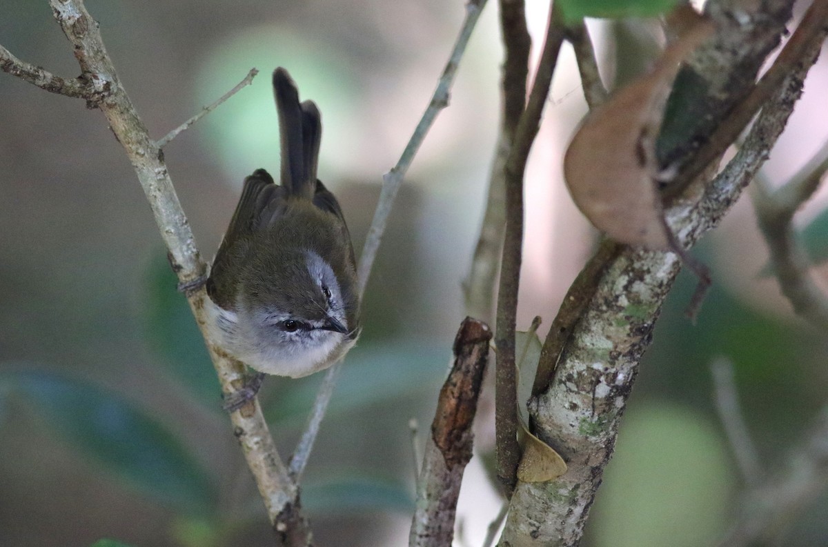 チャイロセンニョムシクイ - ML646900396