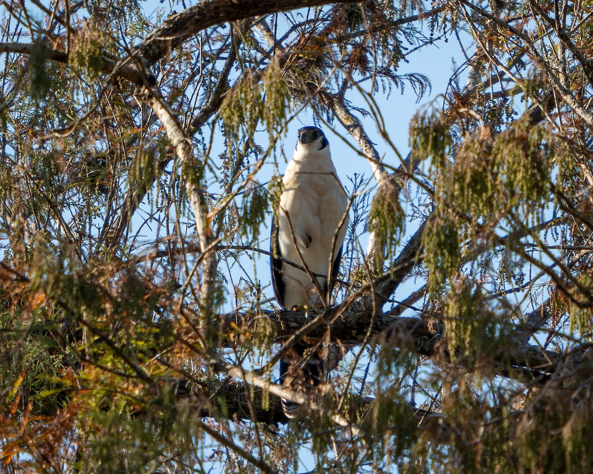 Halcón Montés Collarejo - ML646900398