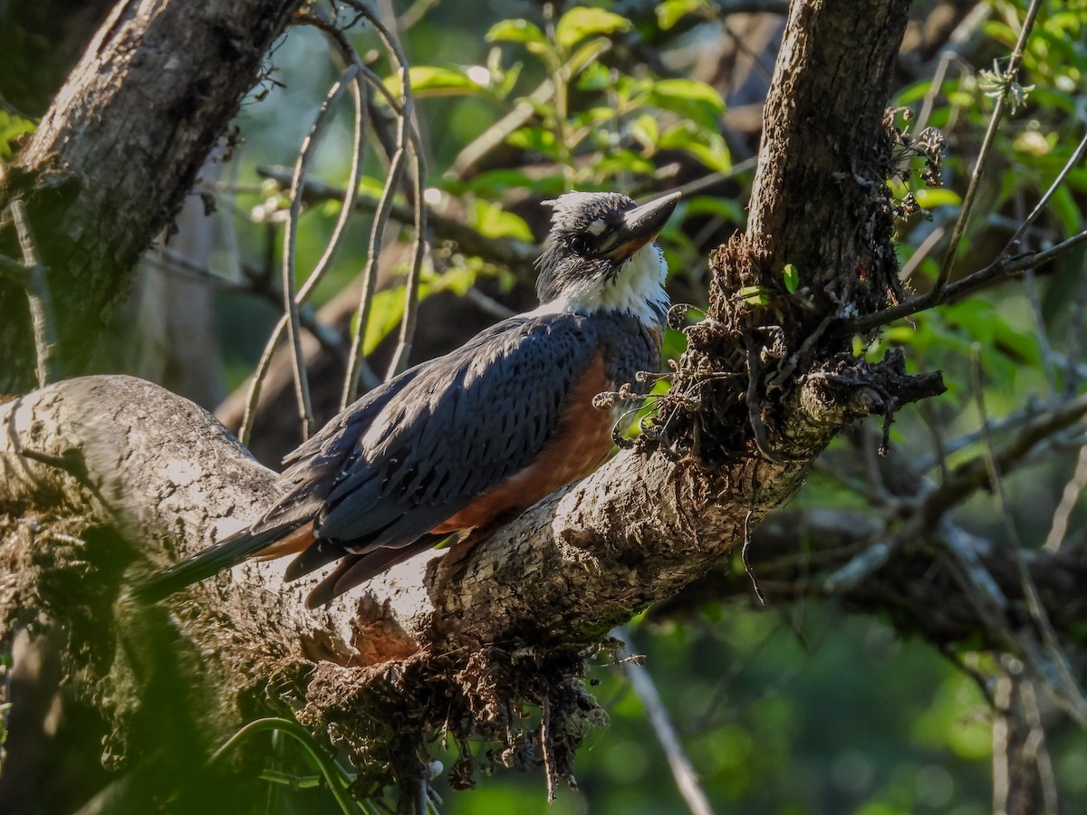 Ringed Kingfisher - ML646900405