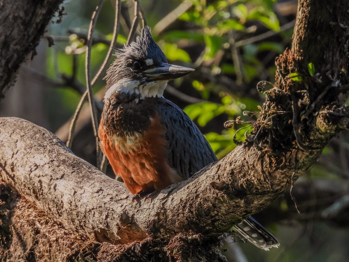 Ringed Kingfisher - ML646900406
