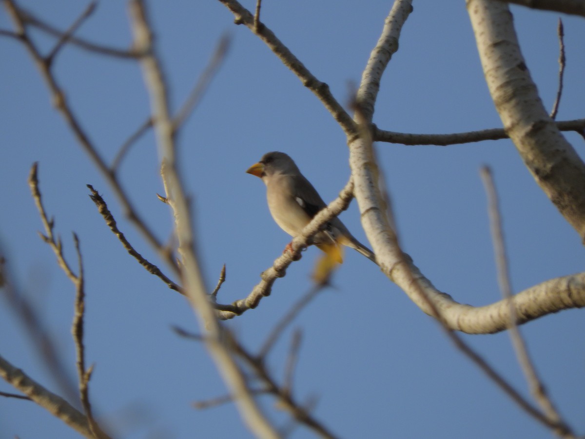 Костар малий - ML646900408