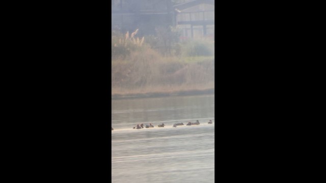 Red-crested Pochard - ML646900412