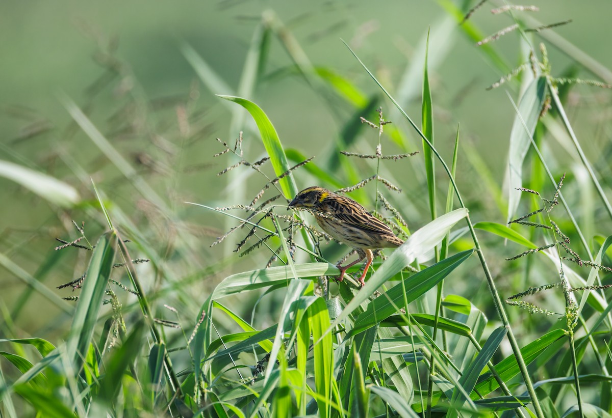 Streaked Weaver - ML646900413