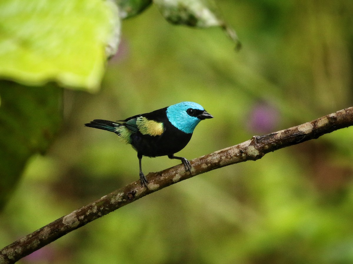 Blue-necked Tanager - ML646900414