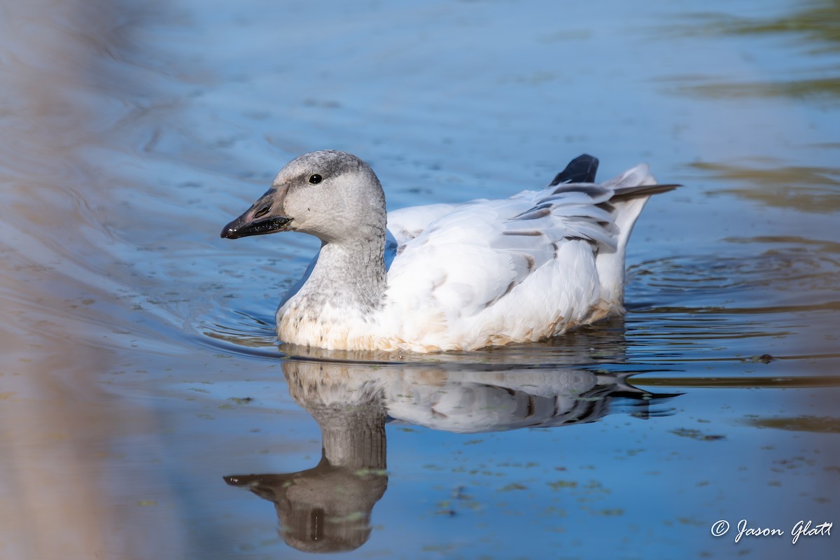 Snow Goose - ML646900416