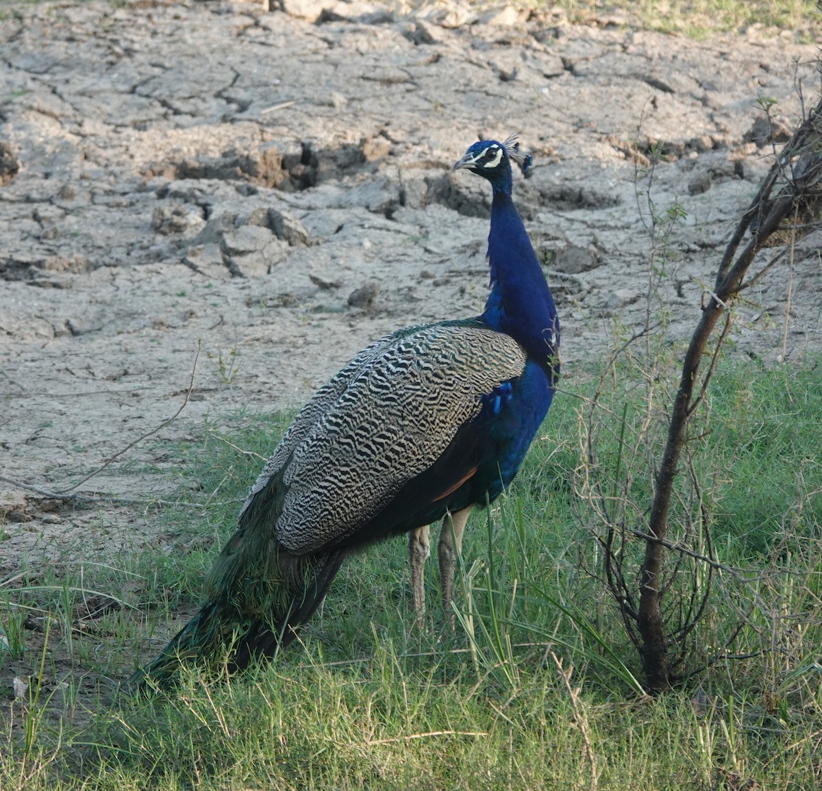 Indian Peafowl - ML646900420