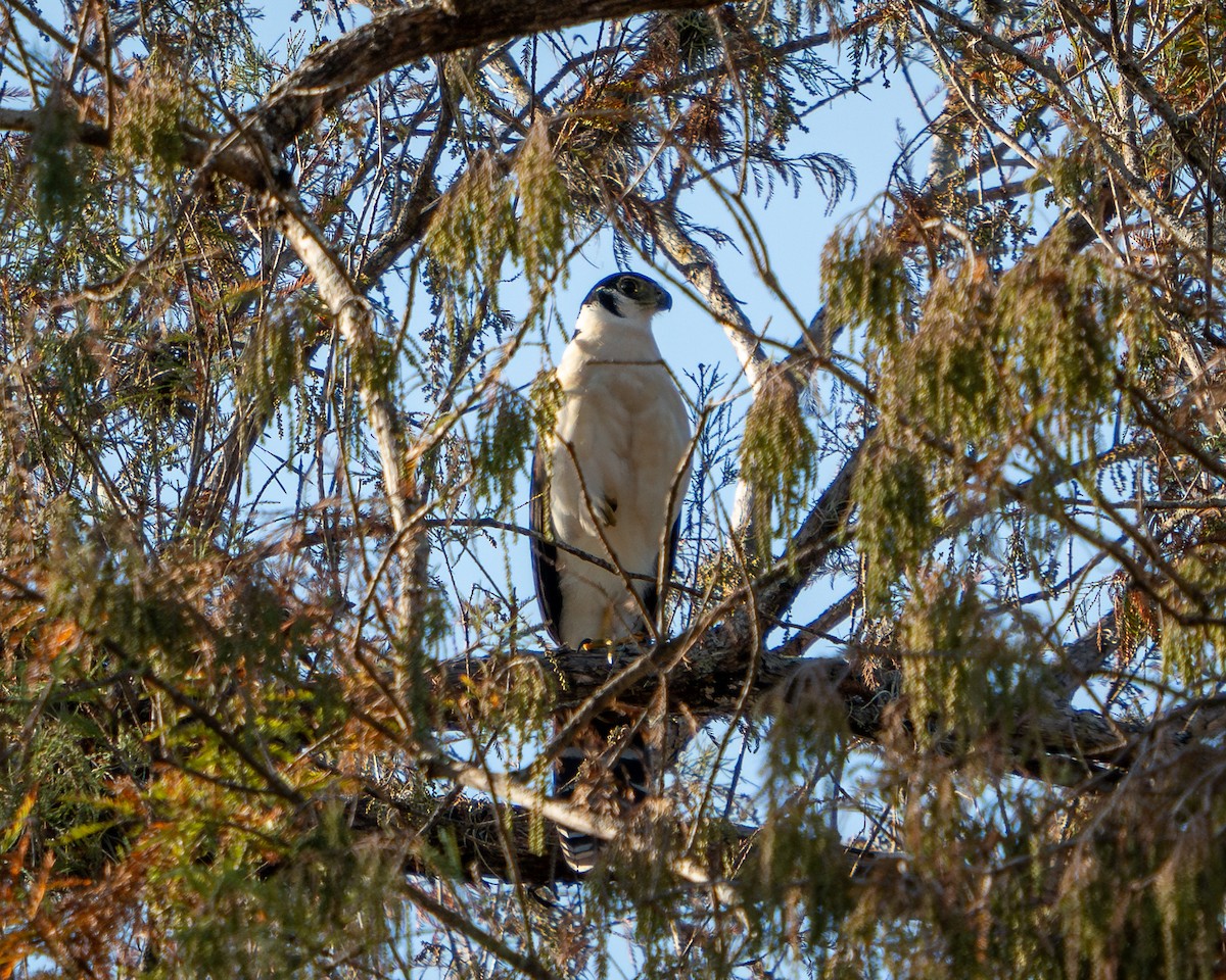 Collared Forest-Falcon - ML646900424