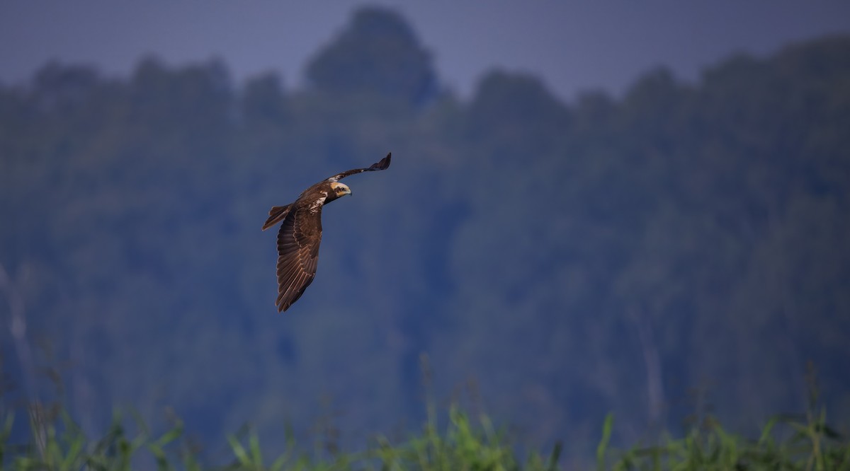 Western Marsh Harrier - ML646900425