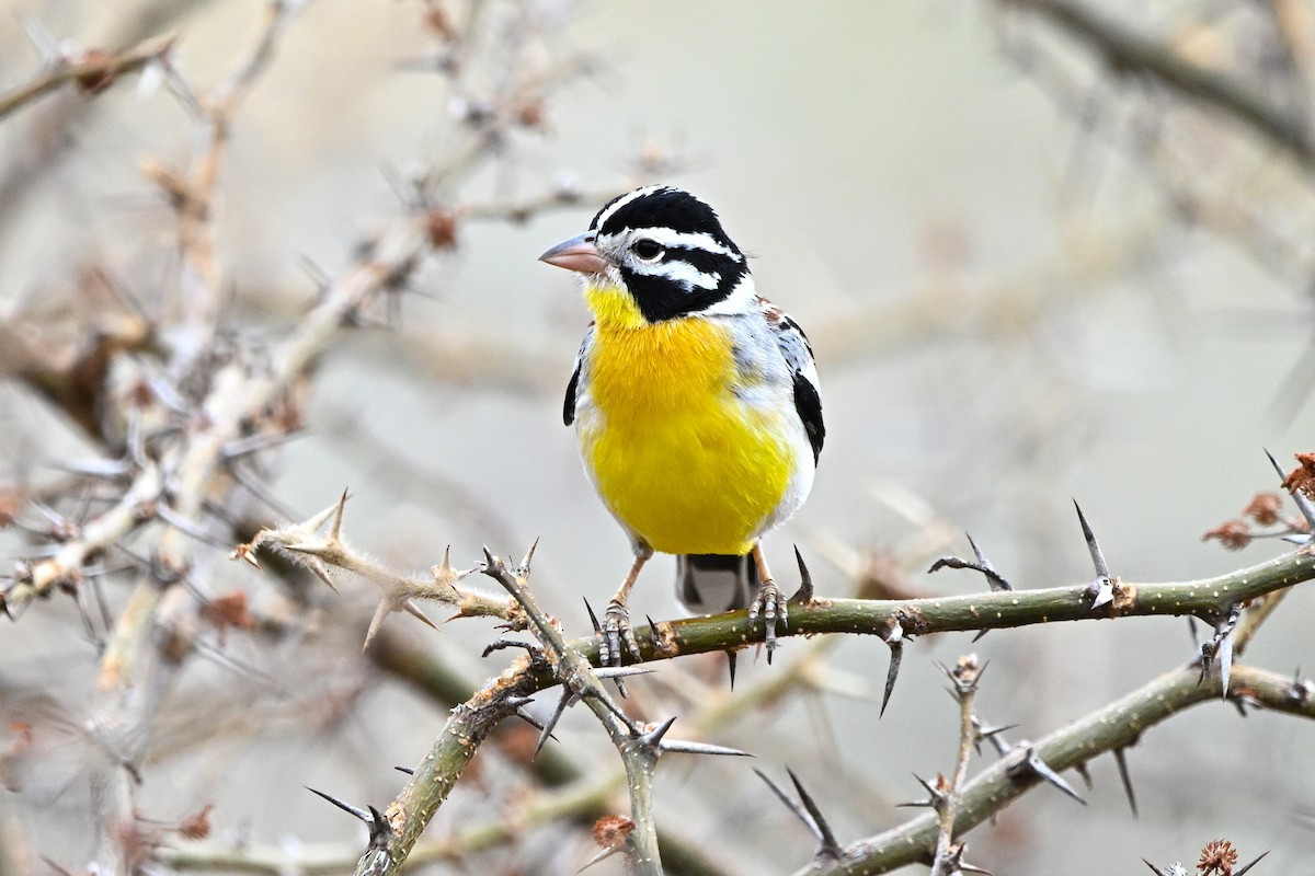 Somali Bunting - ML646900426