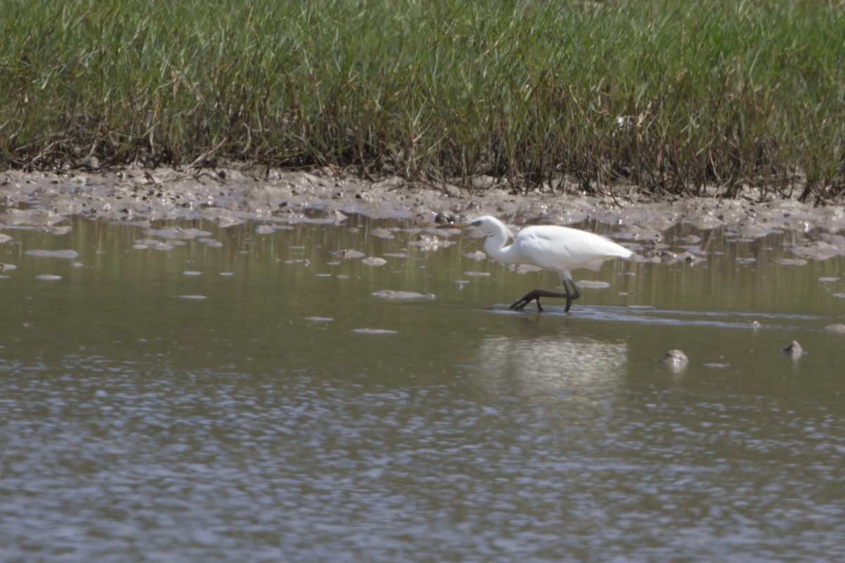 Swinhoe Ak Balıkçılı - ML646900427