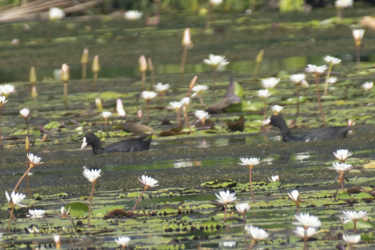 Eurasian Coot - ML646900428