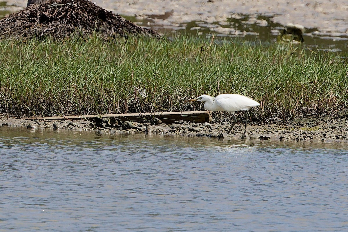 Swinhoe Ak Balıkçılı - ML646900429