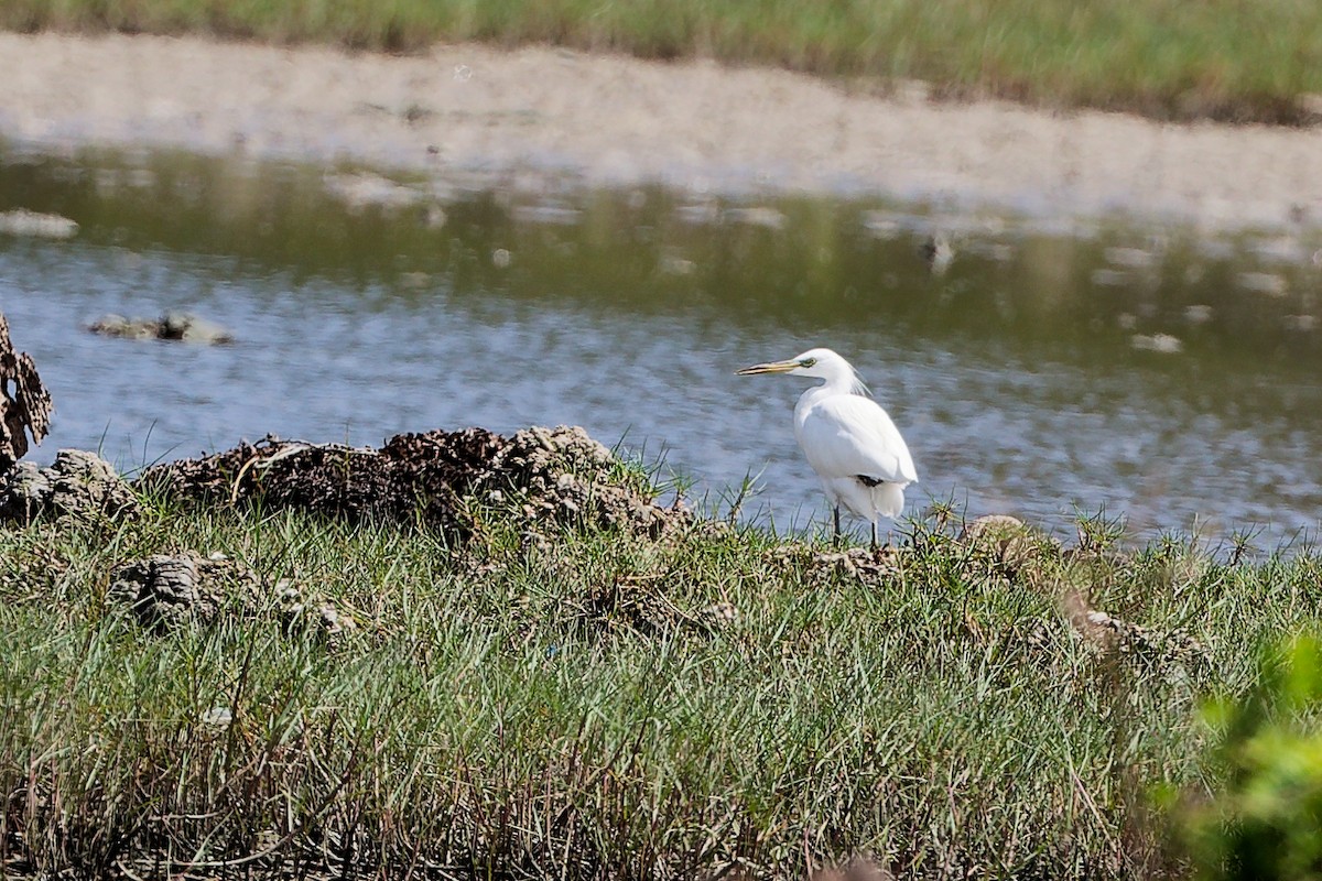 Swinhoe Ak Balıkçılı - ML646900430