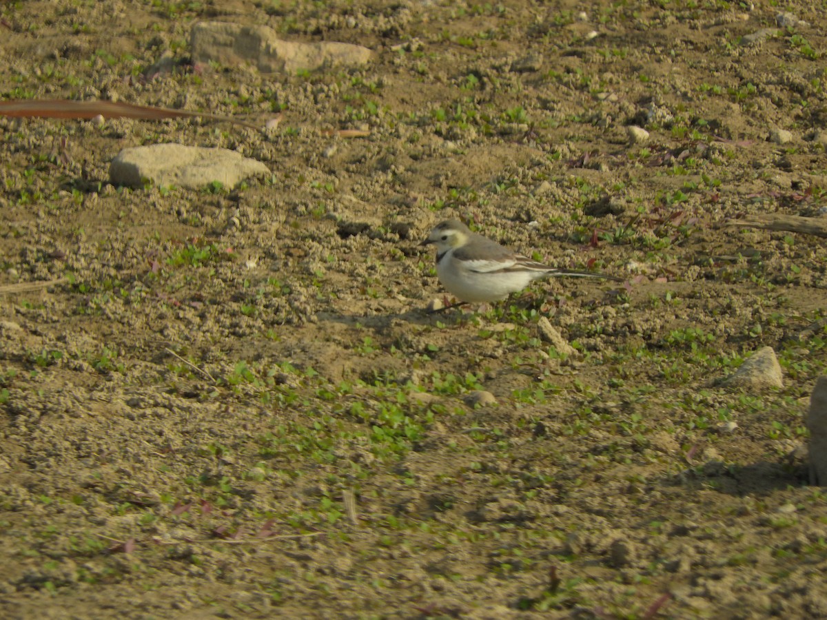 White Wagtail - ML646900431