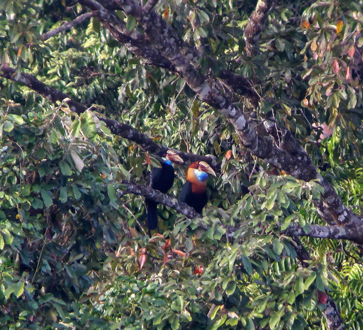 Sumba Hornbill - ML646900432