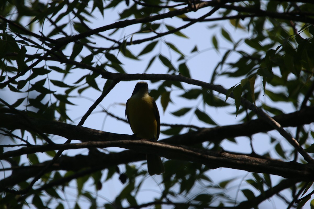 Social Flycatcher - ML646900434