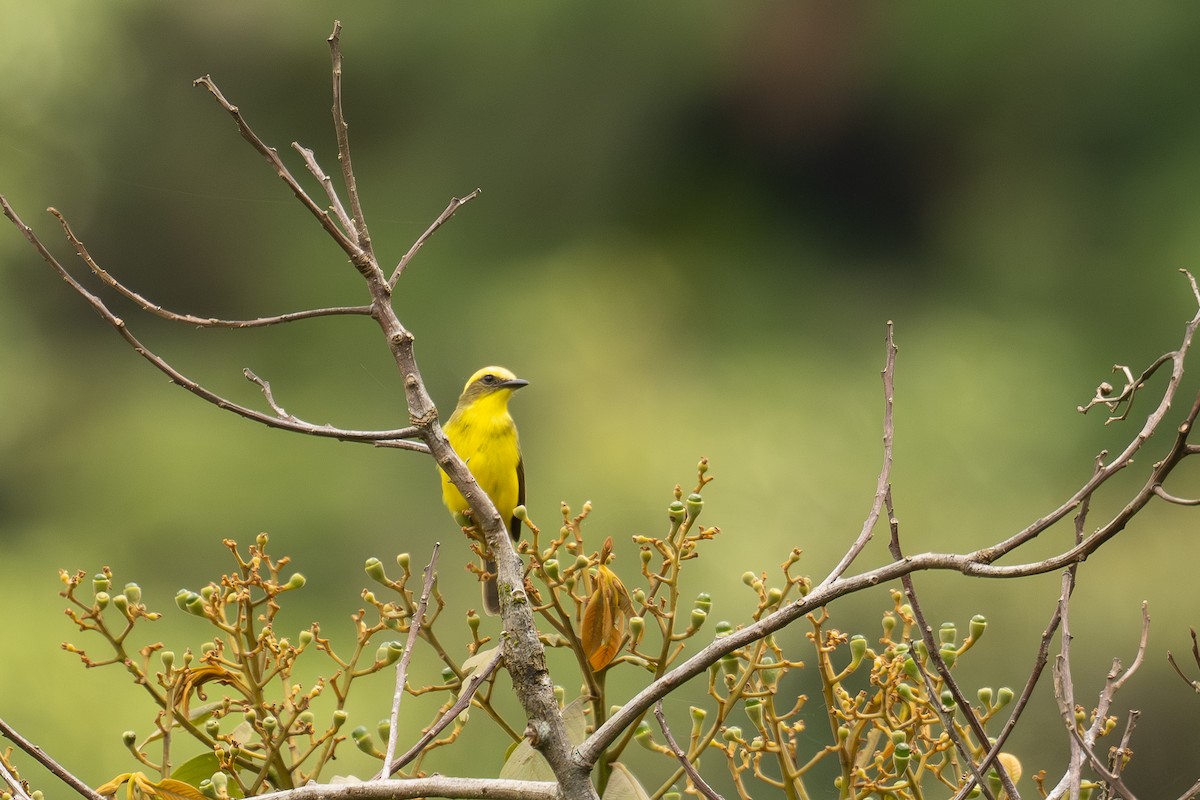 Lemon-browed Flycatcher - ML646900438