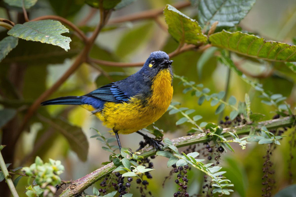 Lacrimose Mountain Tanager - ML646900439