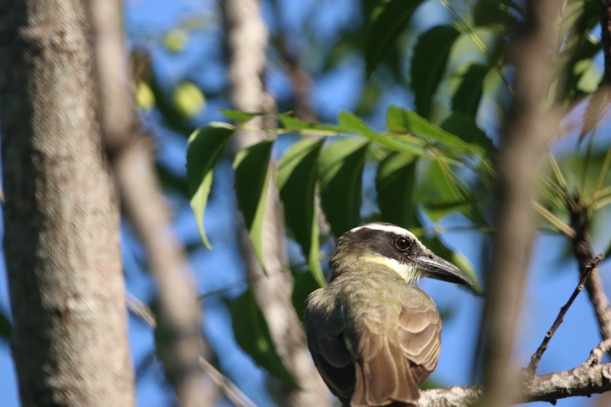 Boat-billed Flycatcher - ML646900440