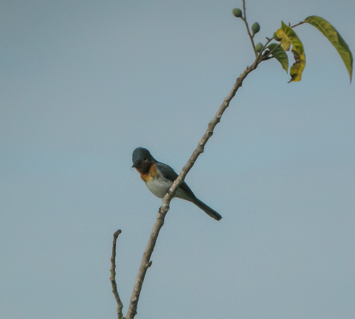 Broad-billed Flycatcher - ML646900441