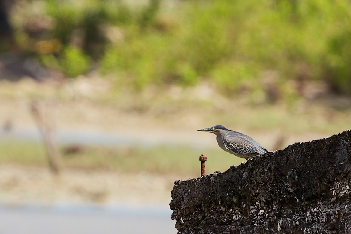 Little Heron - ML646900443