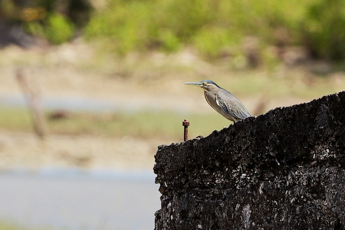 Little Heron - ML646900444