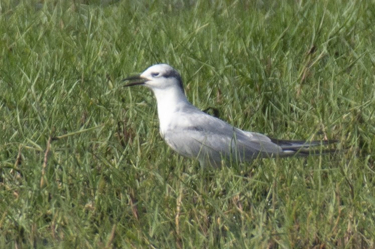 Whiskered Tern - ML646900445