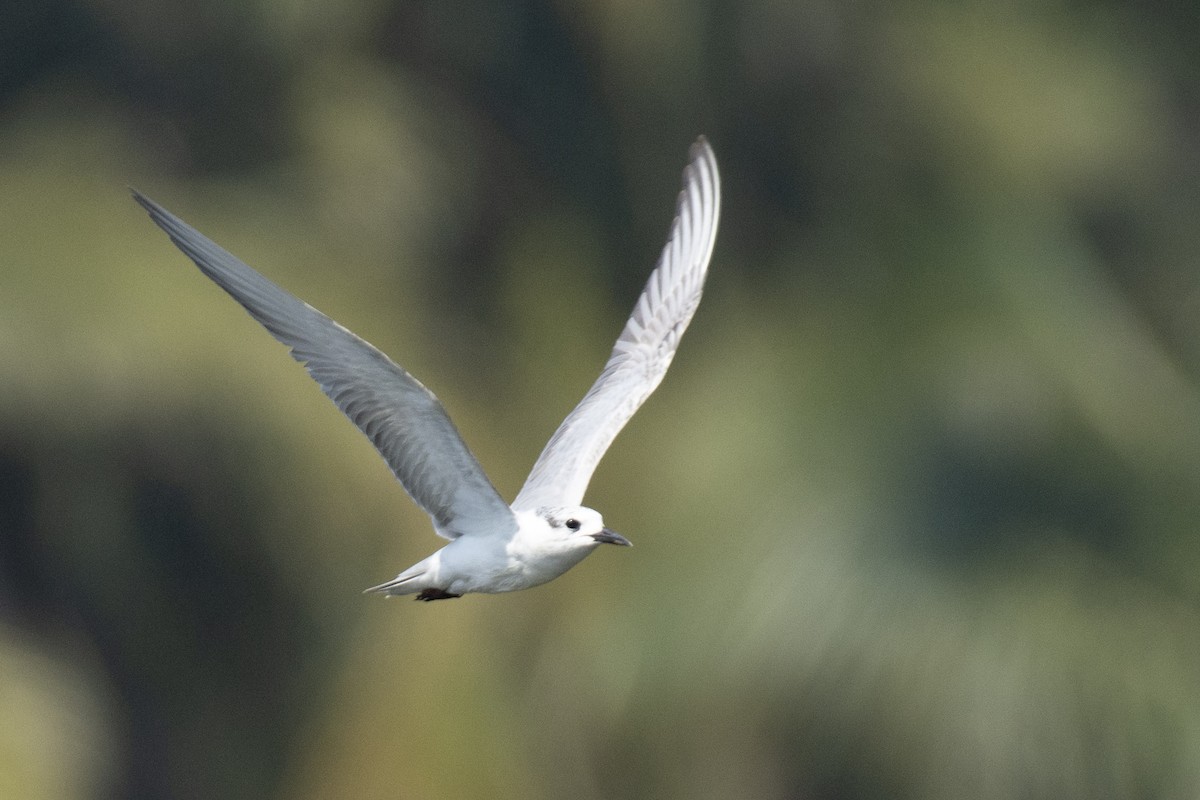 Whiskered Tern - ML646900446