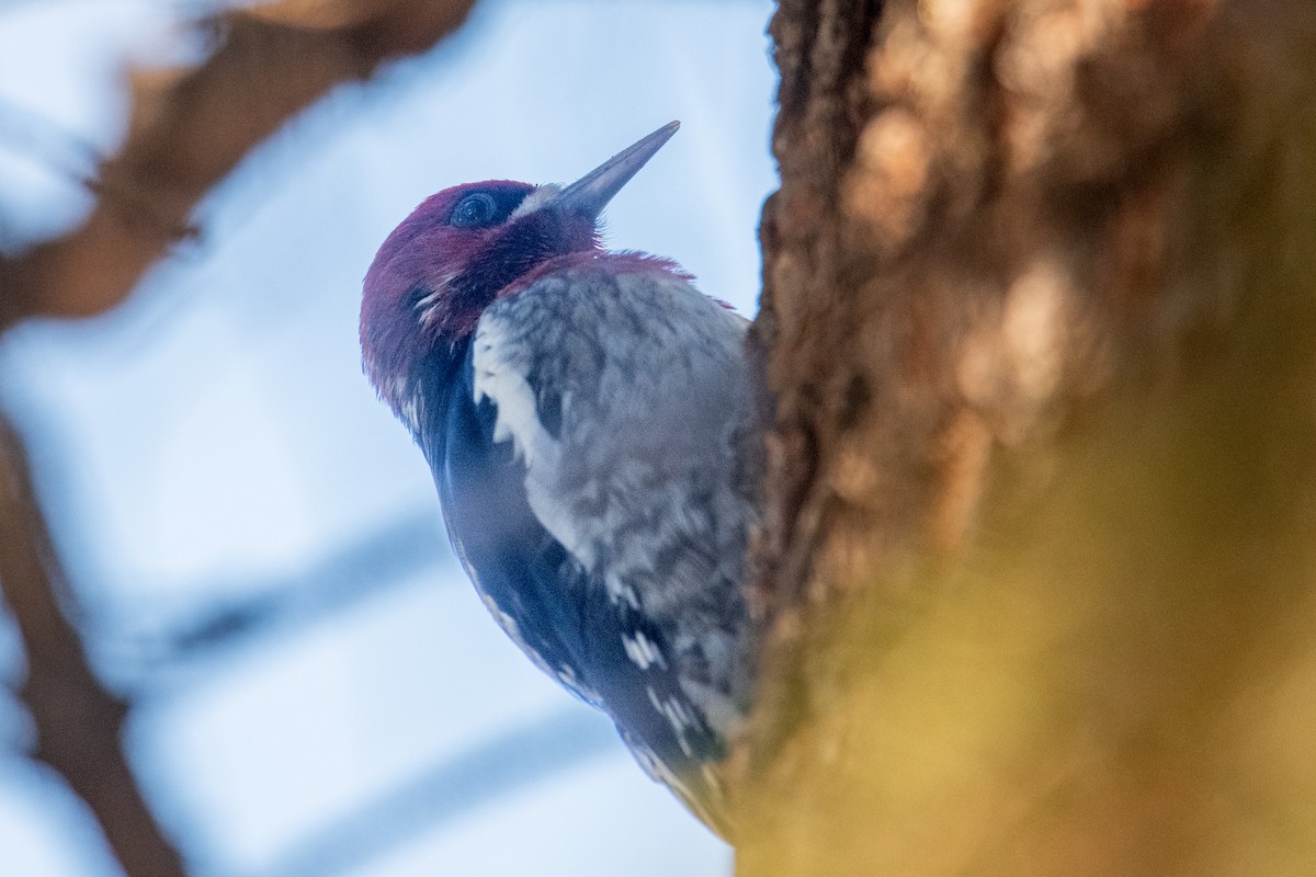 Red-breasted Sapsucker - ML646900447