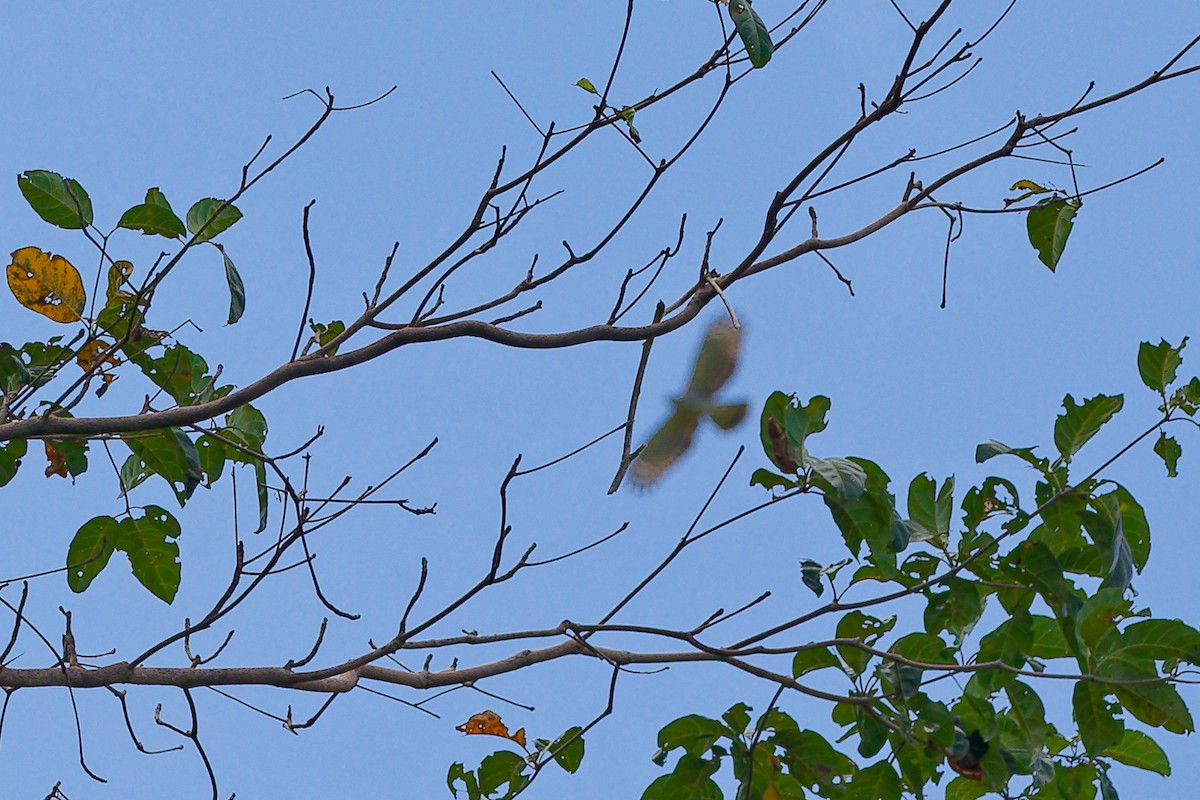 Шуляк азійський - ML646900448