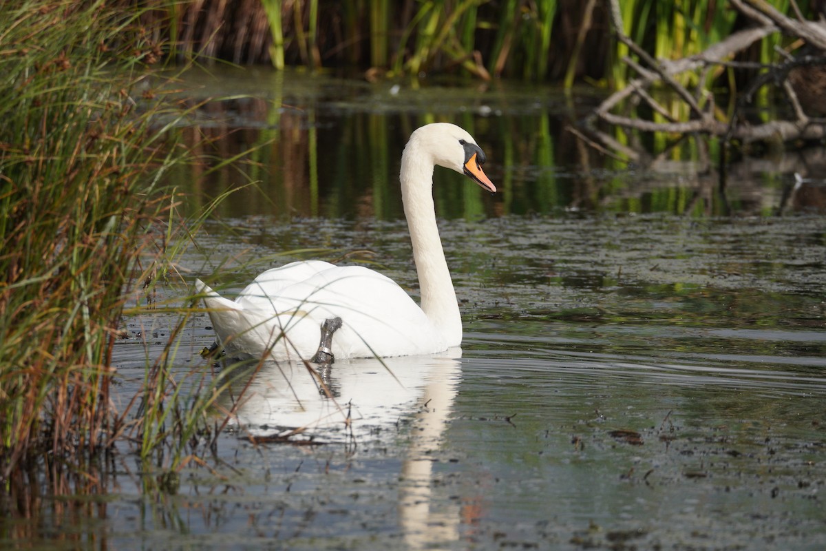 Mute Swan - ML646900450