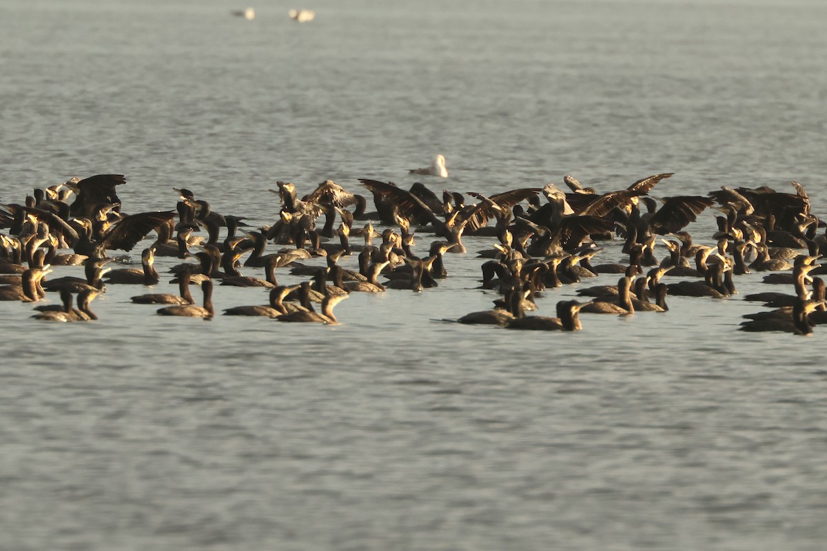 Great Cormorant - ML646900452