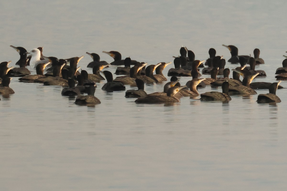 Great Cormorant - ML646900454
