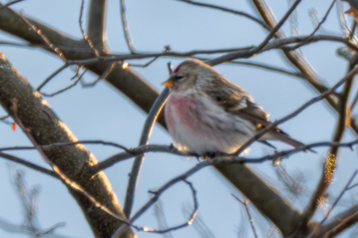 Redpoll (Common) - ML646900455