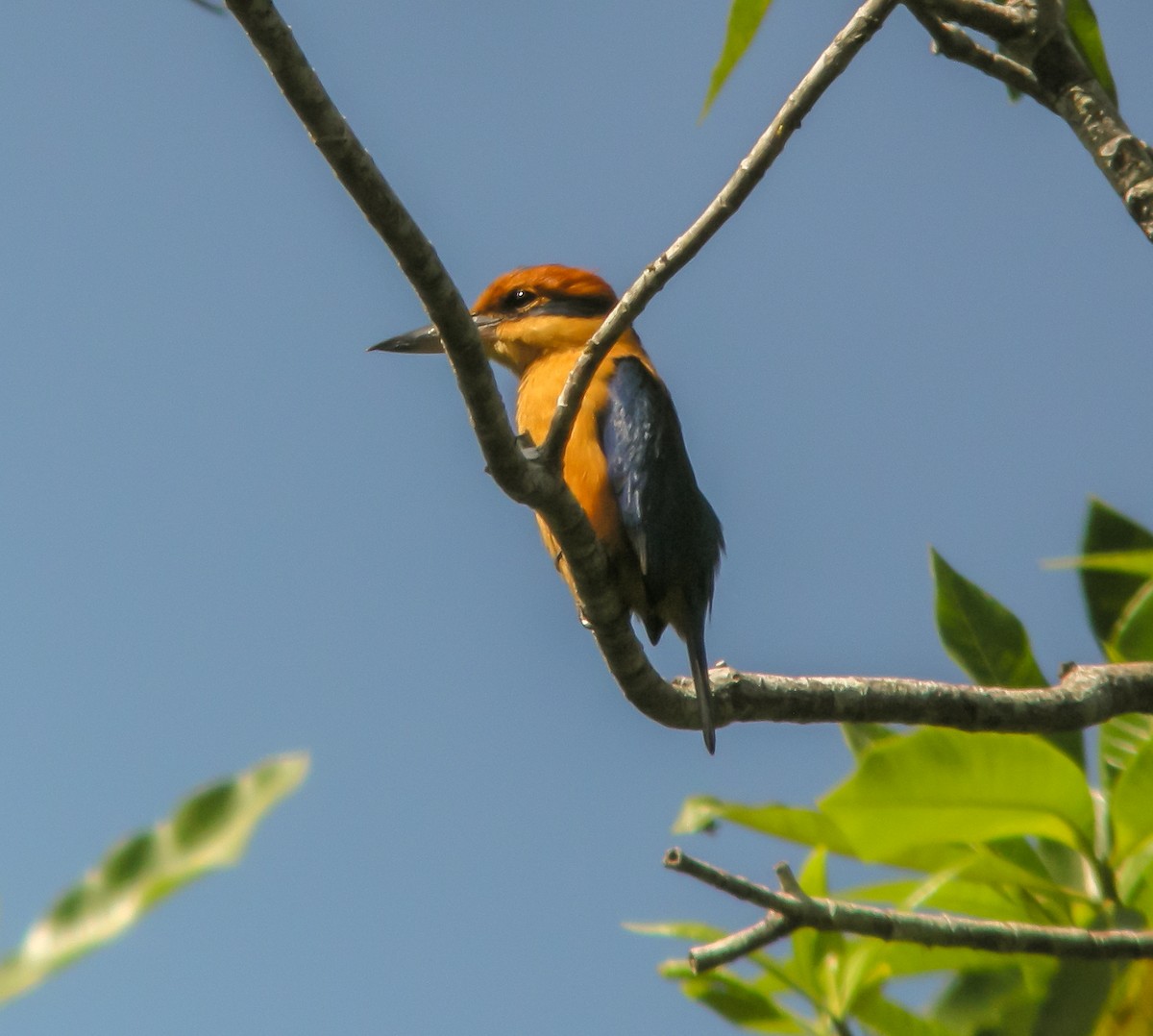 Cinnamon-banded Kingfisher - ML646900456