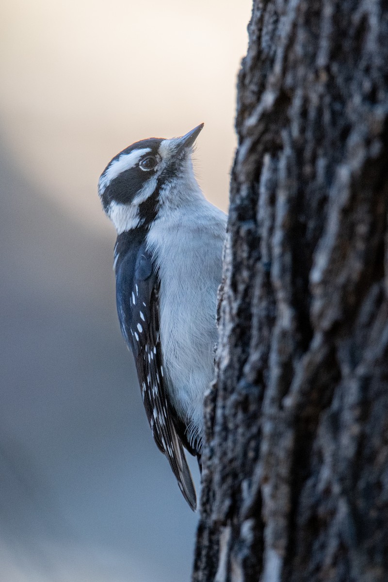 Downy Woodpecker - ML646900457