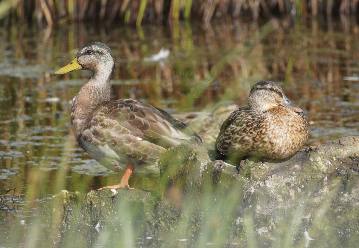 Mallard - ML646900458