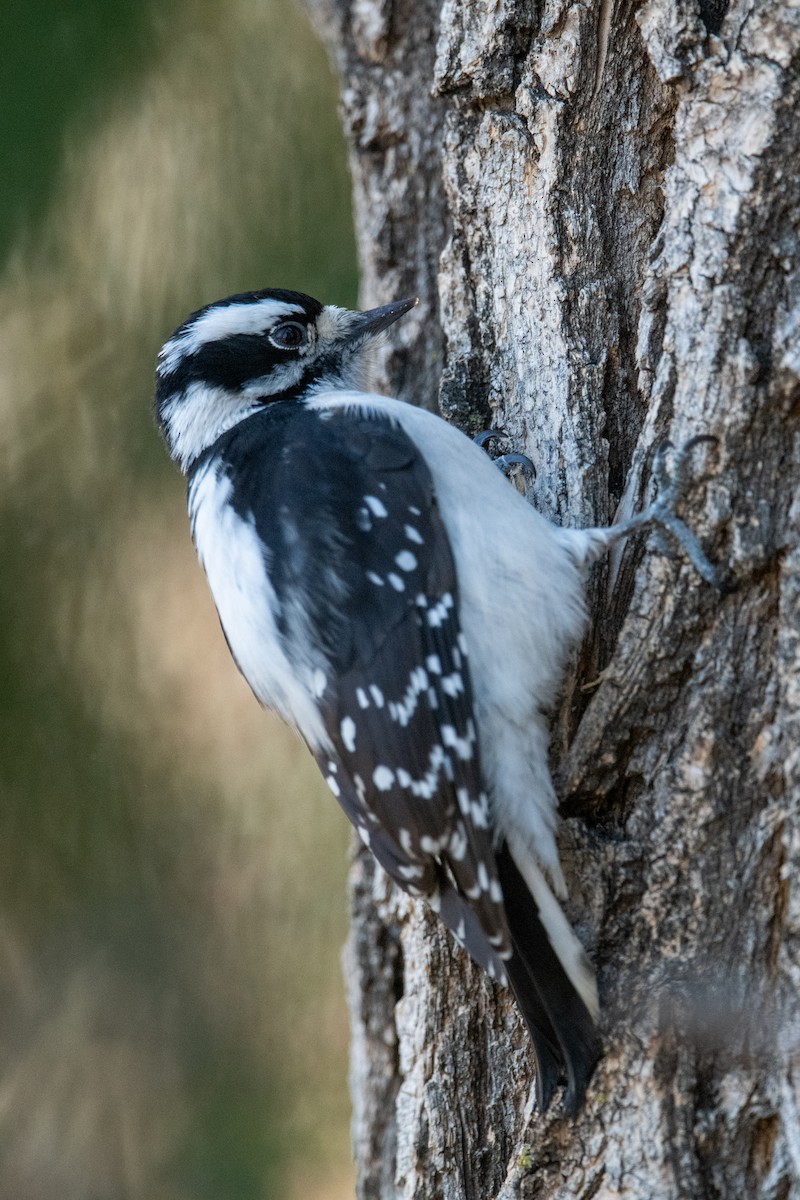 Downy Woodpecker - ML646900459