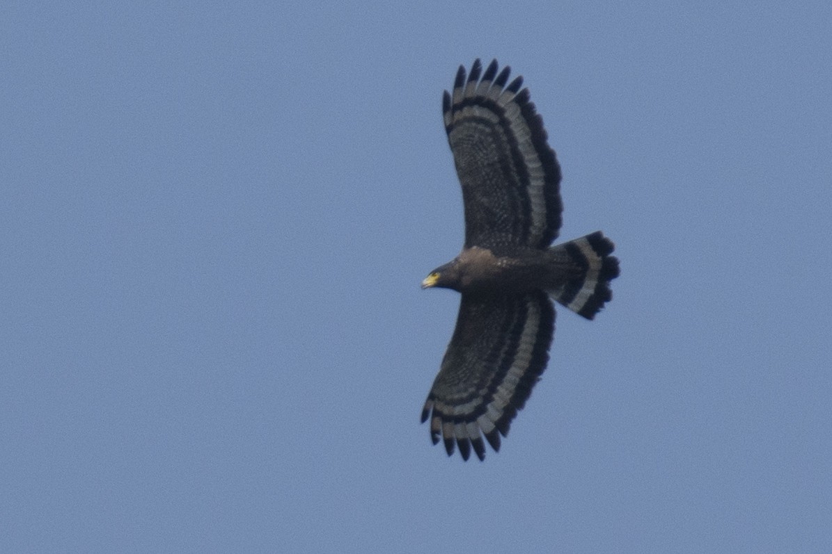Crested Serpent-Eagle - ML646900461