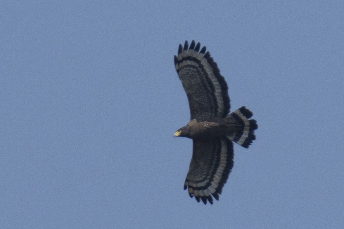 Crested Serpent-Eagle - ML646900462